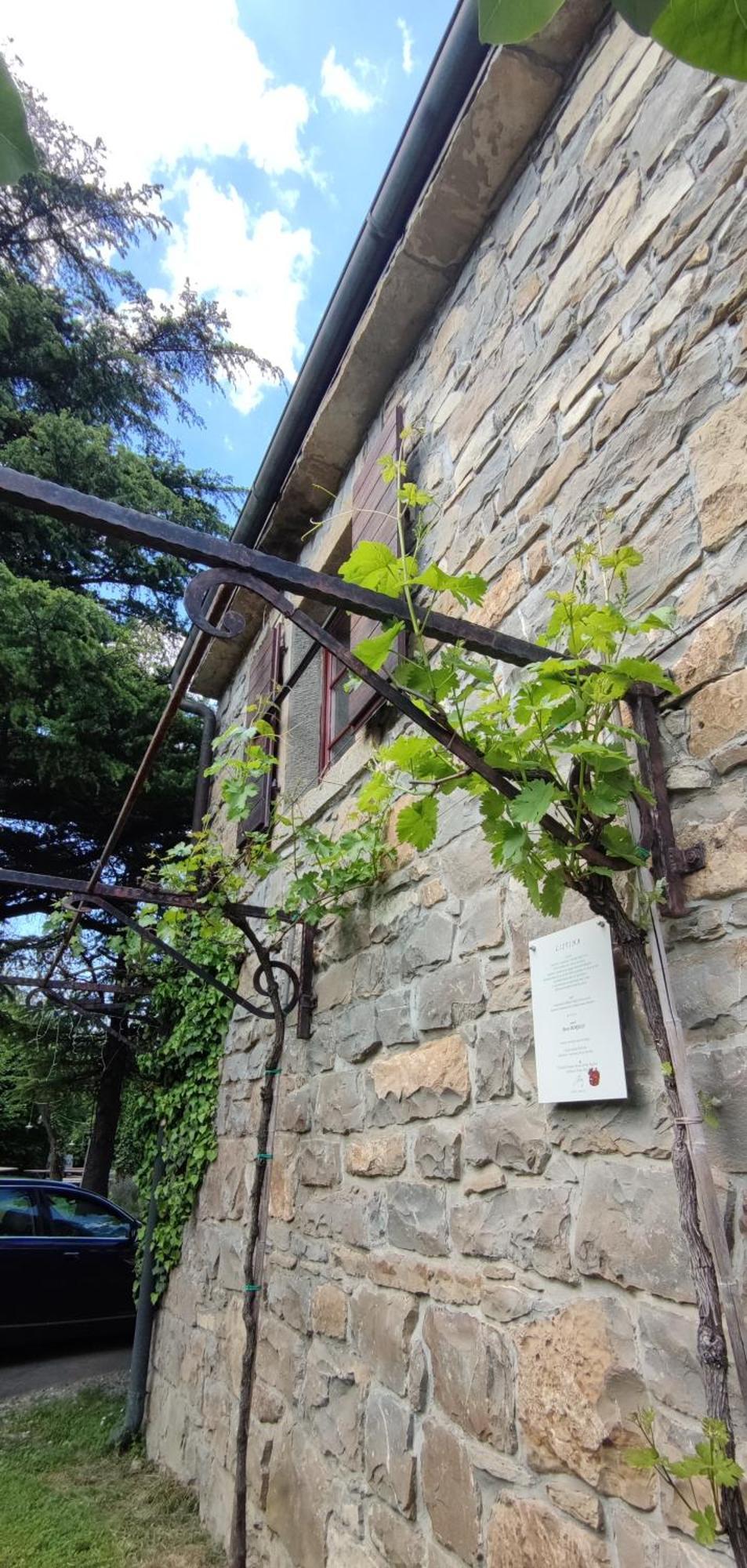 Bordon Wines, Estate With Accommodation Dekani Exterior photo
